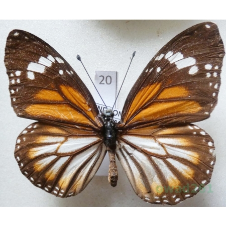 Danaus genutia sumatrana (Moore, 1883) Indonesia, Sumatra 55mm20